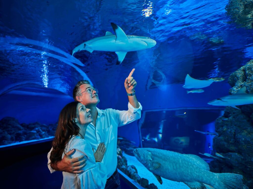 A couple stands in an aquarium tunnel, looking up and pointing at a shark swimming above them in a large blue tank.
