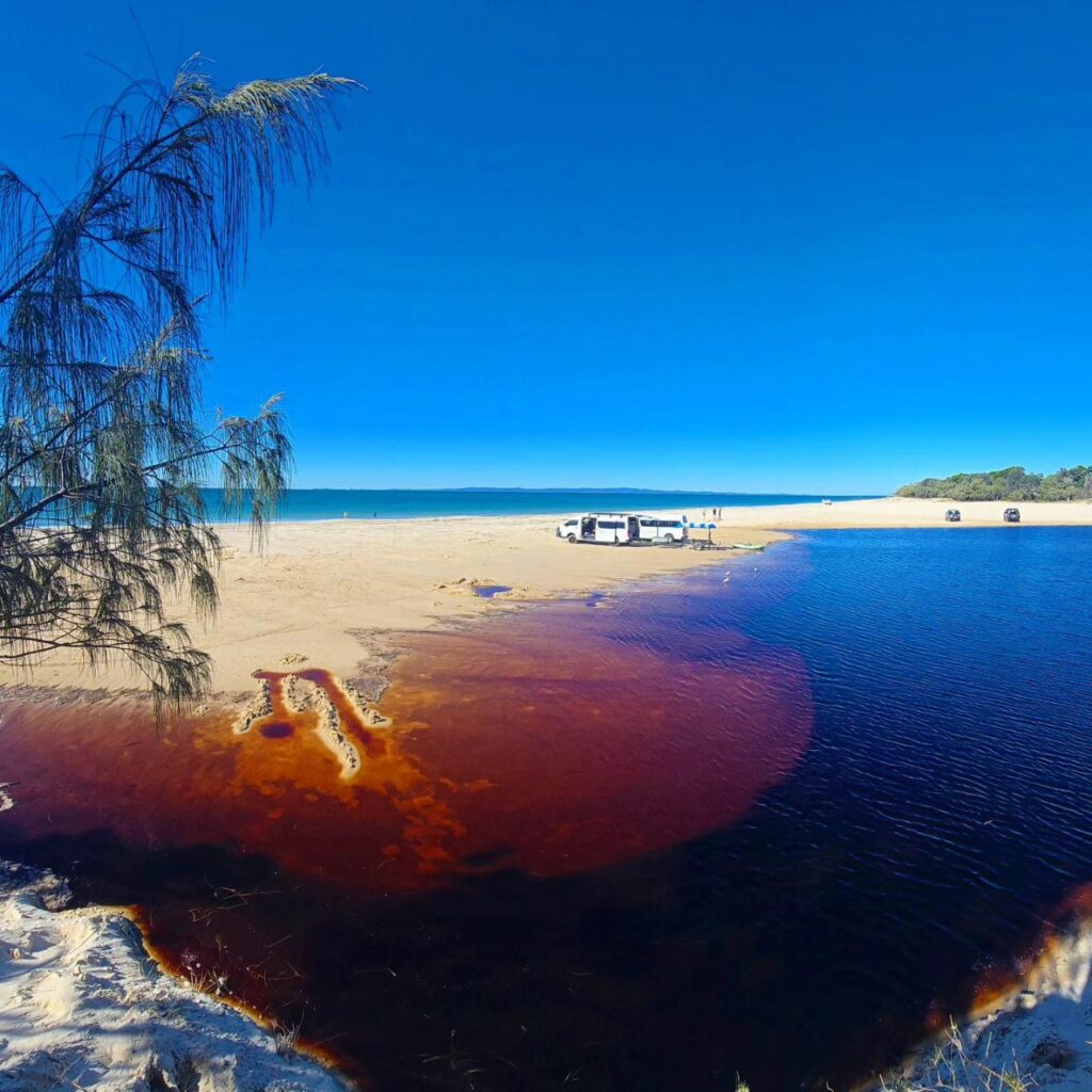 A beach scene with clear blue sky, sand, parked vehicles, and a body of dark reddish-brown water meeting the shoreline. A tree branch extends from the left side.