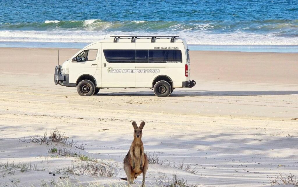 A kangaroo sits on beach sand in the foreground with a white tour van parked and ocean waves in the background.