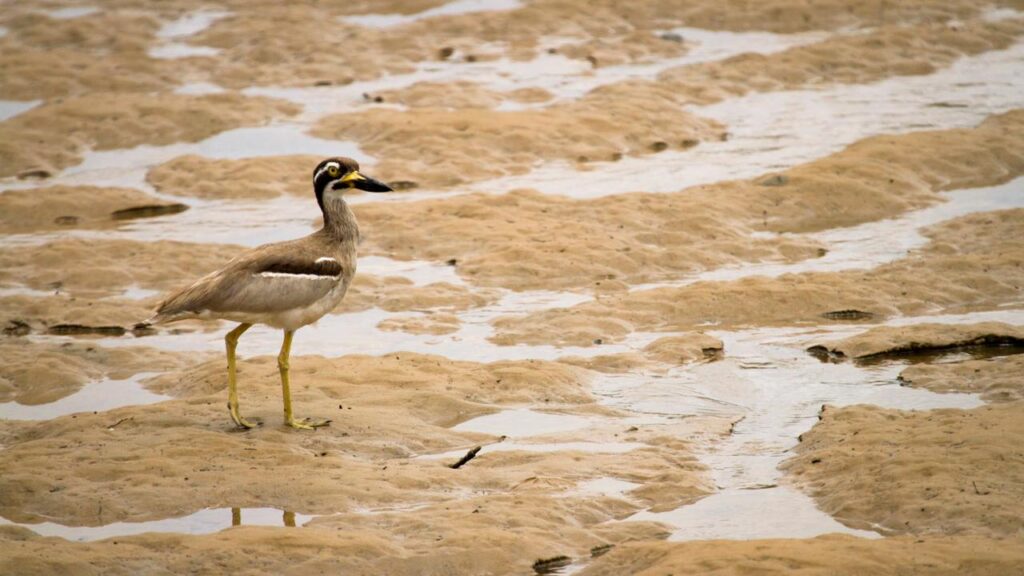 A brown and white wading bird with yellow legs stands on a sandy, muddy shoreline next to shallow water.