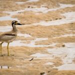 A brown and white wading bird with yellow legs stands on a sandy, muddy shoreline next to shallow water.