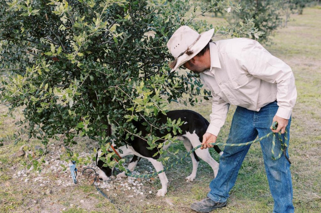 A person in a hat and long-sleeve shirt holds a leash while a black and white dog sniffs near the base of a leafy tree outdoors.