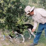 A person in a hat and long-sleeve shirt holds a leash while a black and white dog sniffs near the base of a leafy tree outdoors.