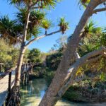 A boardwalk runs alongside a clear, shallow stream with pandanus trees and dense vegetation under a bright blue sky.
