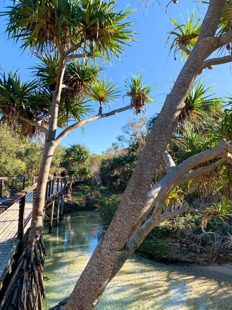 A boardwalk runs alongside a clear, shallow stream with pandanus trees and dense vegetation under a bright blue sky.