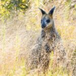 A kangaroo is standing upright among tall, dry grass and sunlight in a natural outdoor setting.
