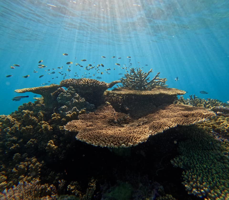 Sunlight filters through clear blue water onto a vibrant coral reef with various coral formations and small fish swimming nearby.