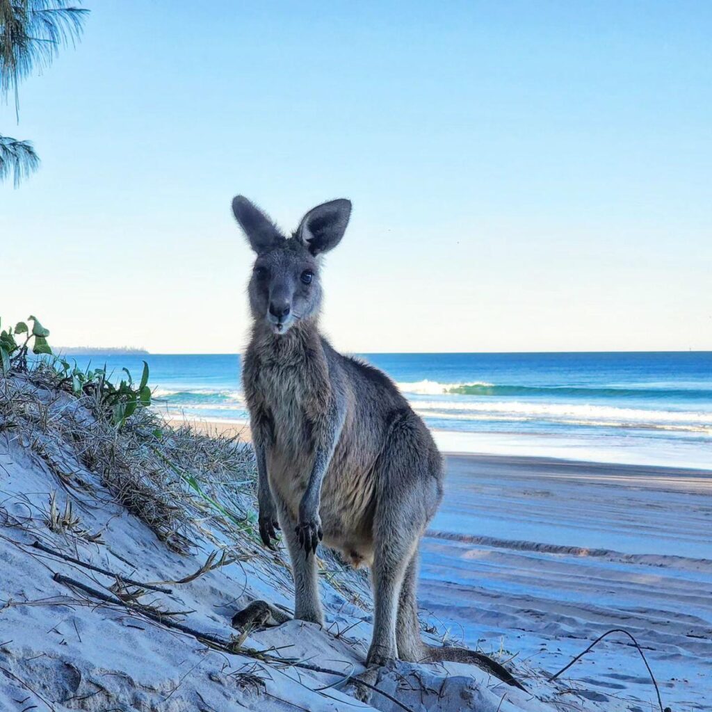 A kangaroo stands on sandy dunes near the beach, with the ocean and clear blue sky in the background.