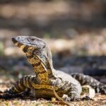A monitor lizard with patterned skin lies on the ground, surrounded by dry leaves and blurred natural background.
