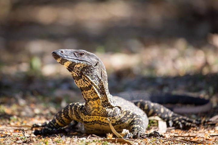 A monitor lizard with patterned skin lies on the ground, surrounded by dry leaves and blurred natural background.