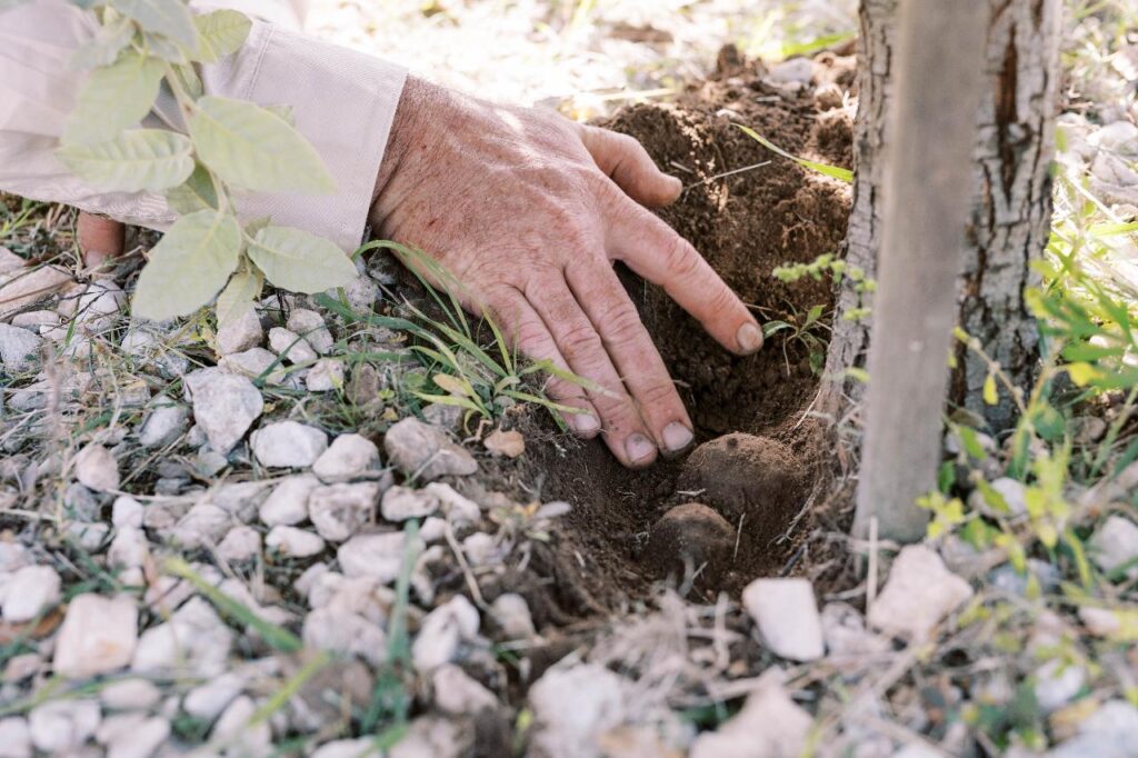 A person’s hand is shown adding soil around the base of a young tree among rocks and grass.
