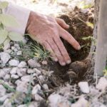 A person’s hand is shown adding soil around the base of a young tree among rocks and grass.