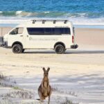 A kangaroo sits on sandy beach grass with a white tour van parked on the beach and ocean waves in the background.