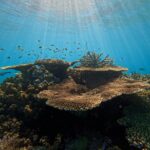 Sunlight streams through clear blue water onto a coral reef with various corals and small fish swimming above.