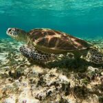 A sea turtle swims close to the ocean floor in clear, shallow water with sunlight filtering through the surface.