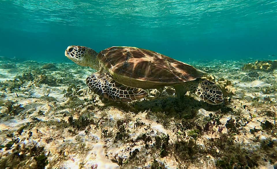 A sea turtle swims close to the ocean floor in clear, shallow water with sunlight filtering through the surface.