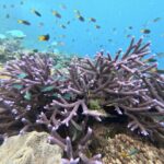 Underwater view of a coral reef with purple branching corals and various colorful fish swimming around in clear blue water.
