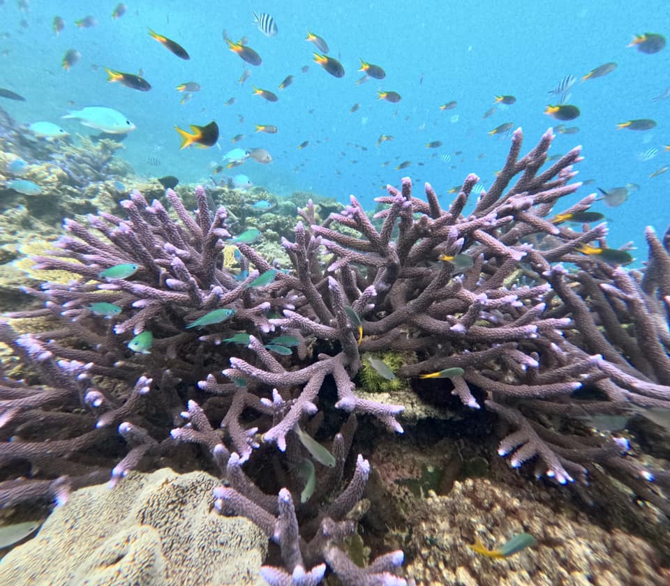 Underwater view of a coral reef with purple branching corals and various colorful fish swimming around in clear blue water.