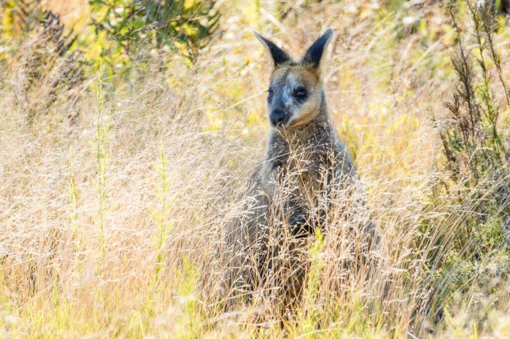 A kangaroo stands partially hidden in tall dry grass in a sunlit field.