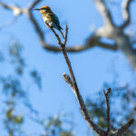 A colorful bird with green and orange plumage perches on the tip of a bare tree branch against a clear blue sky.