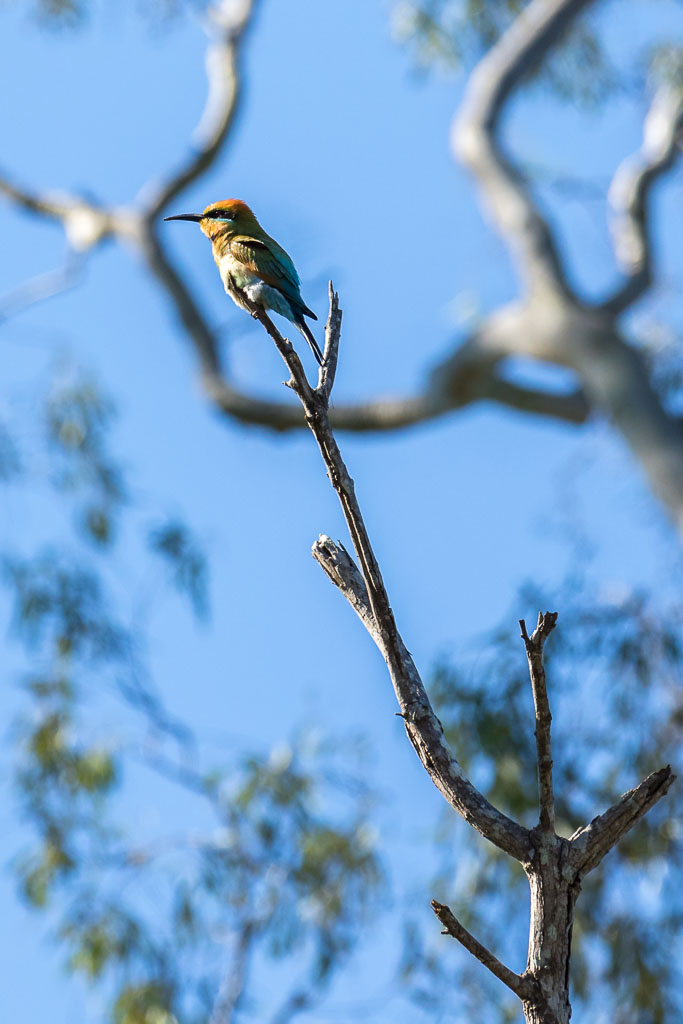A colorful bird with green and orange plumage perches on the tip of a bare tree branch against a clear blue sky.