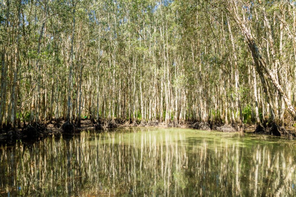 A dense grove of trees grows along the edge of a still, reflective body of water under bright daylight.