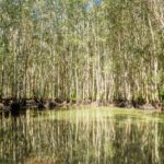 A dense grove of trees grows along the edge of a still, reflective body of water under bright daylight.