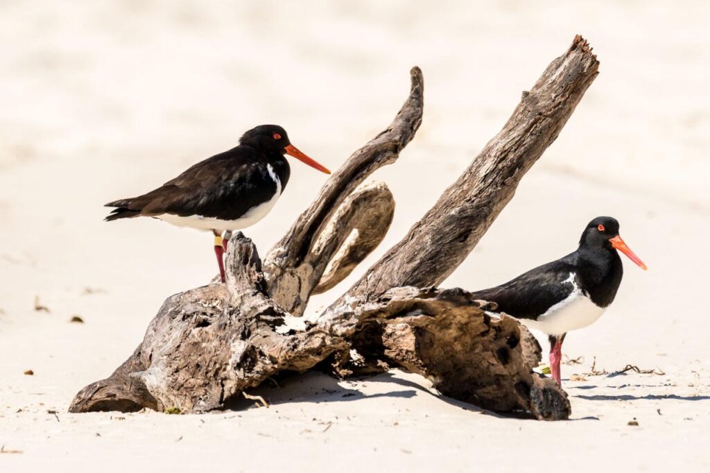 Two black and white oystercatcher birds with orange beaks stand on and near driftwood on a sandy beach.