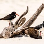 Two black and white oystercatcher birds with orange beaks stand on and near driftwood on a sandy beach.