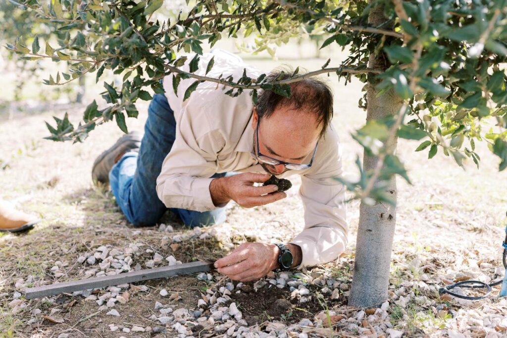 A man kneels beneath a tree, closely examining and smelling a clump of soil or truffle near the tree’s base.