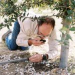A man kneels beneath a tree, closely examining and smelling a clump of soil or truffle near the tree’s base.