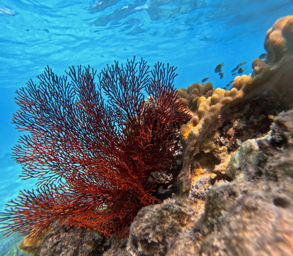 Underwater scene showing a vibrant red sea fan coral beside yellow coral, with small fish swimming in clear blue water.