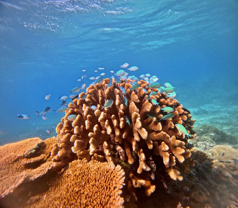 A school of small fish swims around a cluster of coral under clear blue water in a tropical ocean reef.