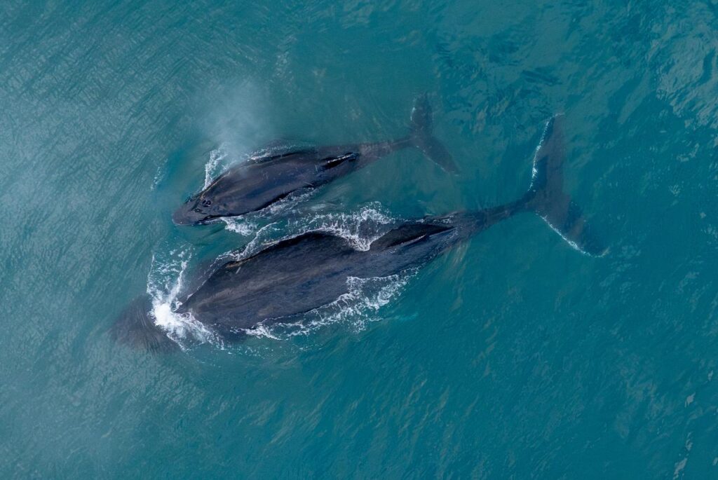 Aerial view of two whales, a larger adult and a smaller calf, swimming close together in clear blue water.
