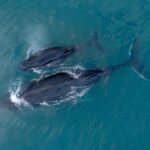 Aerial view of two whales, a larger adult and a smaller calf, swimming close together in clear blue water.