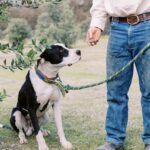 A black and white dog on a leash sits on grass, looking up at a person in jeans and a light shirt holding a treat.