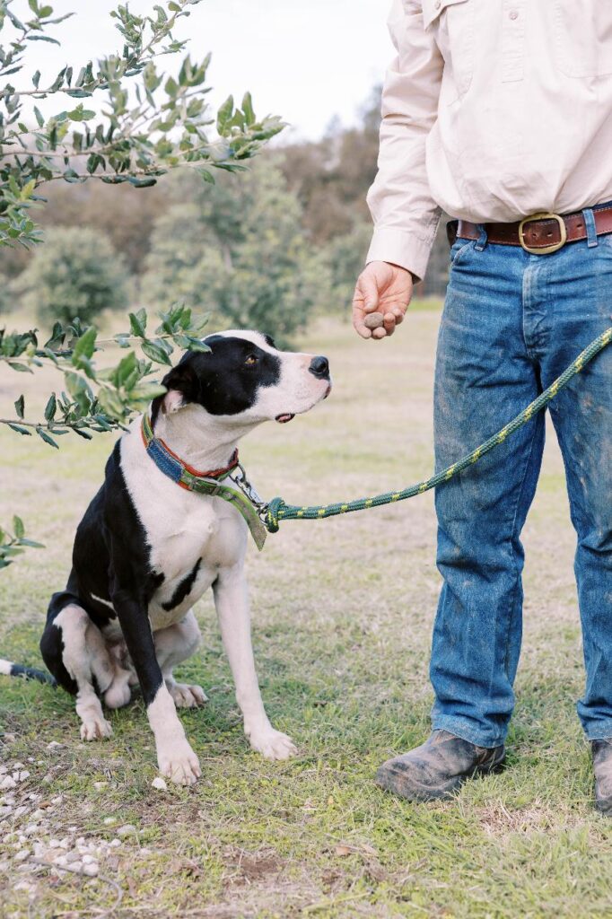 A black and white dog on a leash sits on grass, looking up at a person in jeans and a light shirt holding a treat.