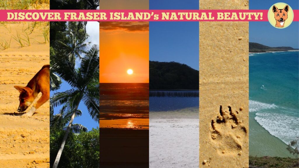 A collage of Fraser Island scenes: a dingo on sand, palm trees, sunset, a lake, sandy beach, dingo paw prints, and ocean waves, with a banner saying "DISCOVER FRASER ISLAND's NATURAL BEAUTY!.