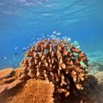 Coral reef underwater with a school of small blue fish swimming around branching coral in clear blue water.