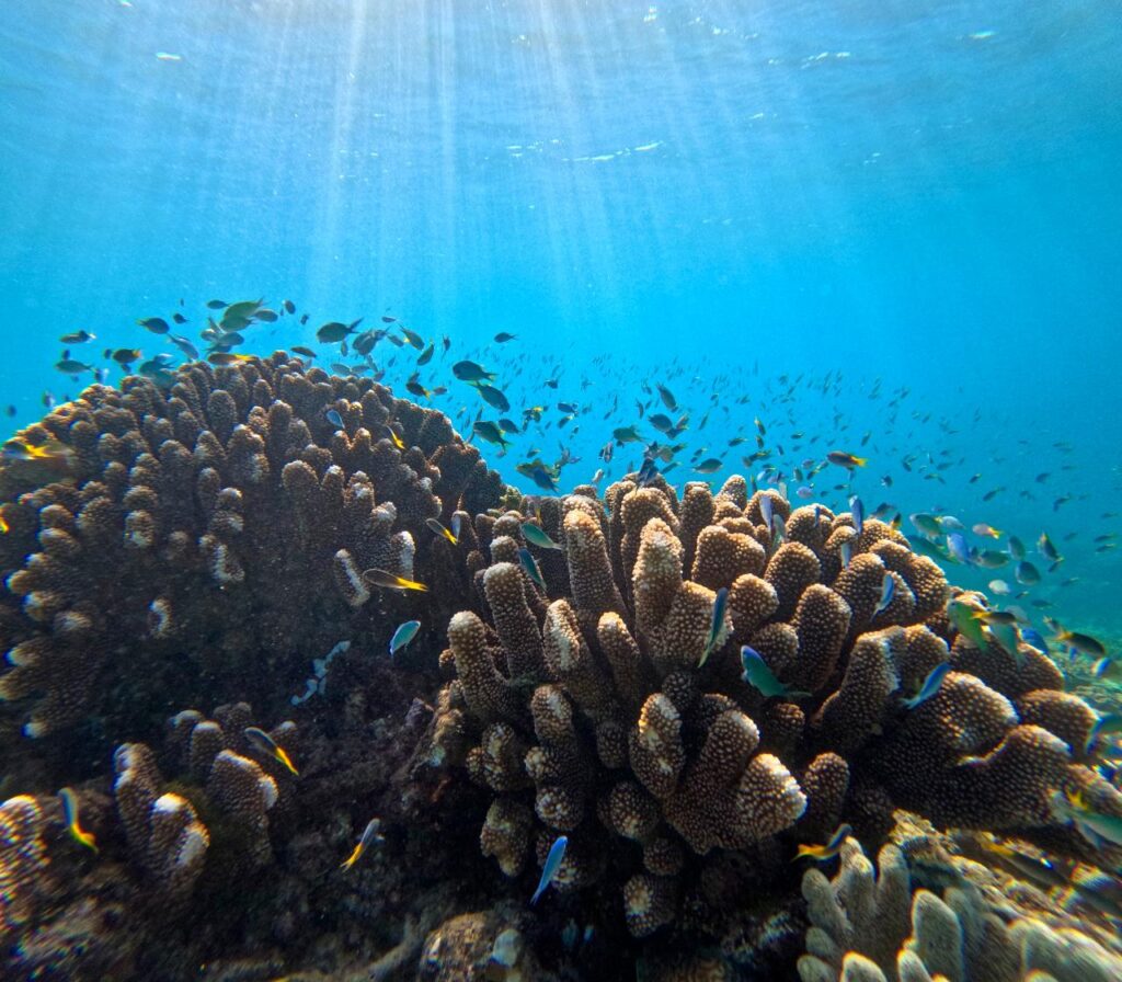 Underwater scene showing coral formations with schools of small fish swimming around, illuminated by sunlight streaming through clear blue water.
