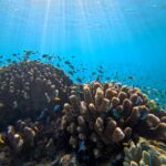 Underwater scene showing coral formations with schools of small fish swimming around, illuminated by sunlight streaming through clear blue water.
