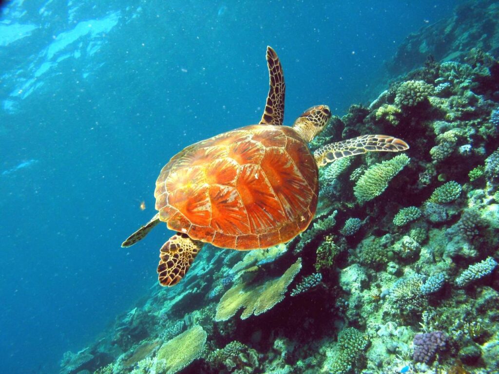A sea turtle swims above a coral reef in clear blue water, with various corals visible beneath it.