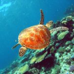 A sea turtle swims above a coral reef in clear blue water, with various corals visible beneath it.
