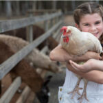 A young girl smiling while holding a white chicken, with farm animals grazing behind a wooden fence in the background.
