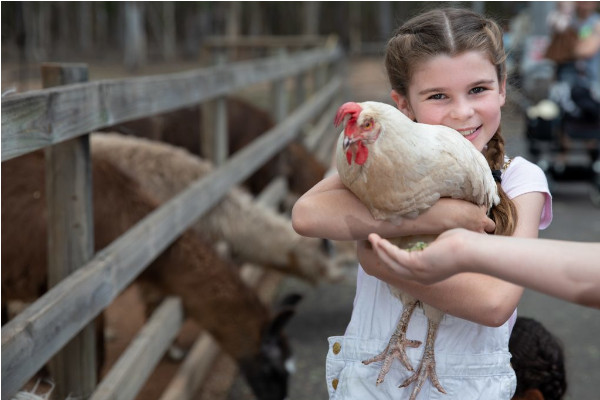 A young girl smiling while holding a white chicken, with farm animals grazing behind a wooden fence in the background.