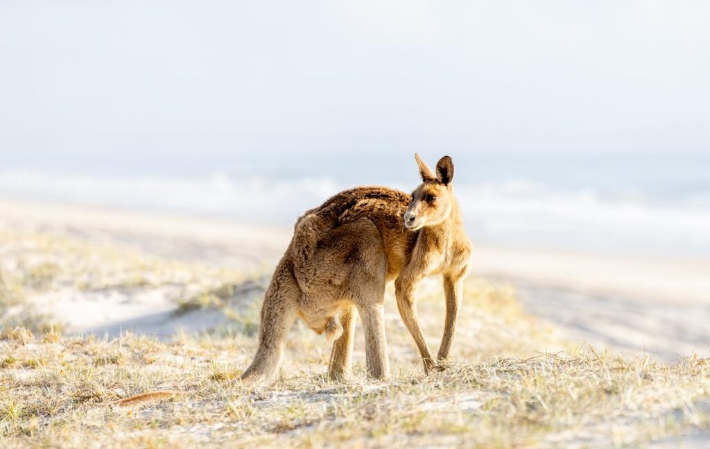 A kangaroo stands on sandy grass near a beach, looking over its shoulder with the ocean and sky blurred in the background.