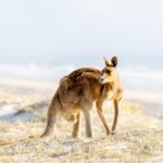 A kangaroo stands on sandy grass near a beach, looking over its shoulder with the ocean and sky blurred in the background.
