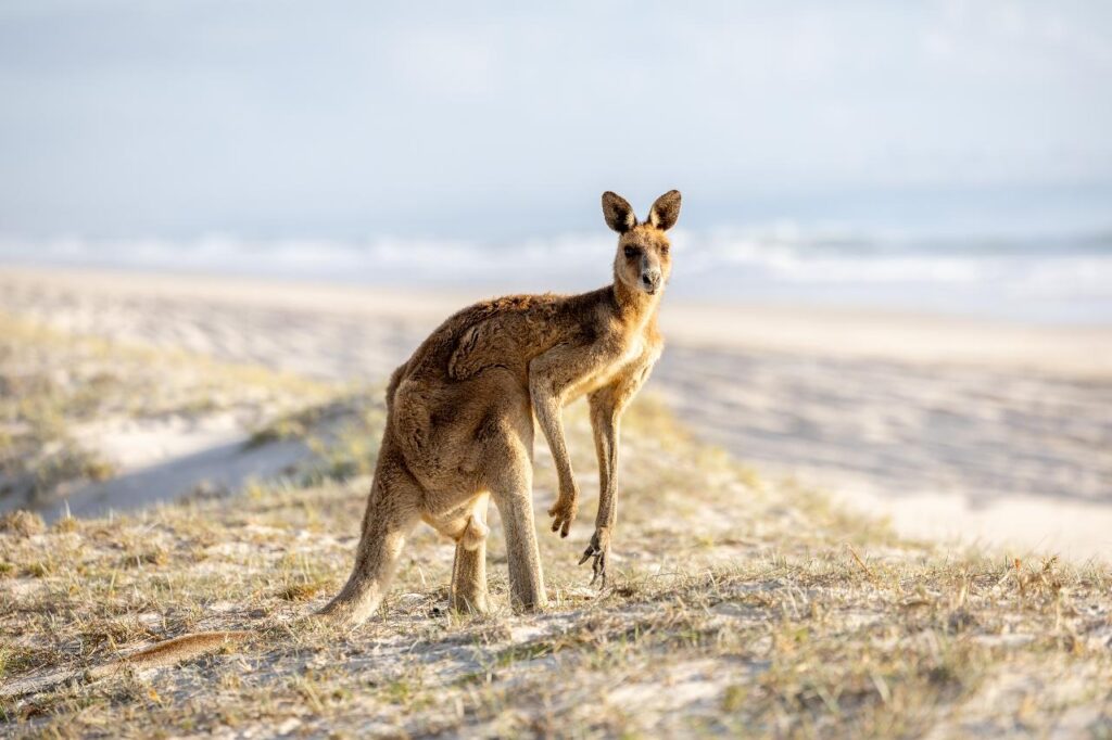 A kangaroo standing on sandy grass near a beach, with blurred ocean and sky in the background.
