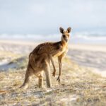 A kangaroo standing on sandy grass near a beach, with blurred ocean and sky in the background.