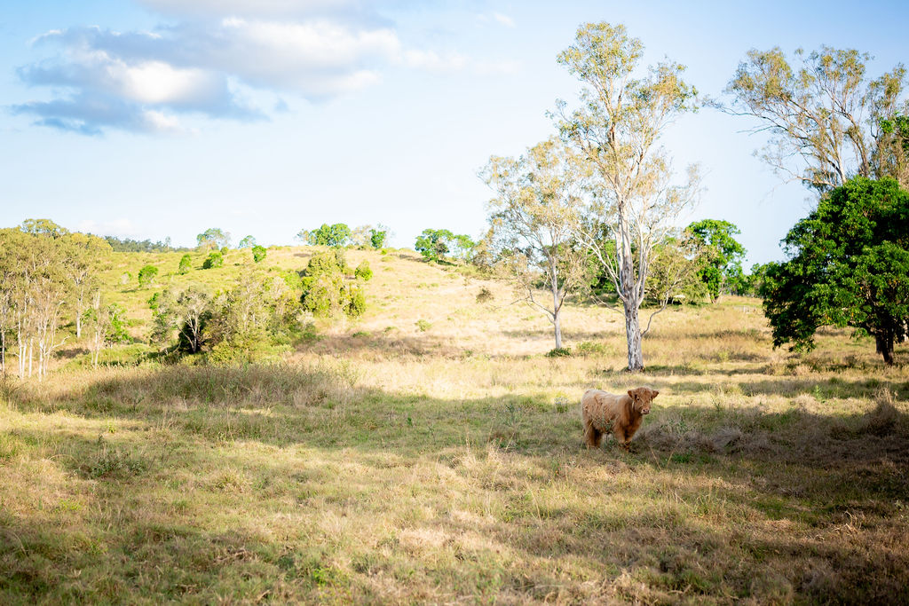 A Highland cow stands in a sunlit grassy field with scattered trees and rolling hills in the background.